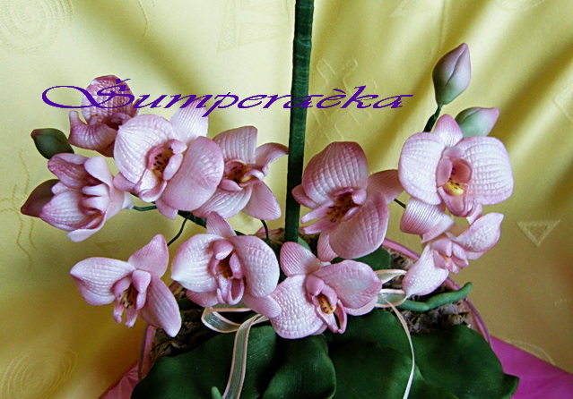 Orchidej  v květináči-detail květů