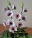 Orchidej bílá-detail
